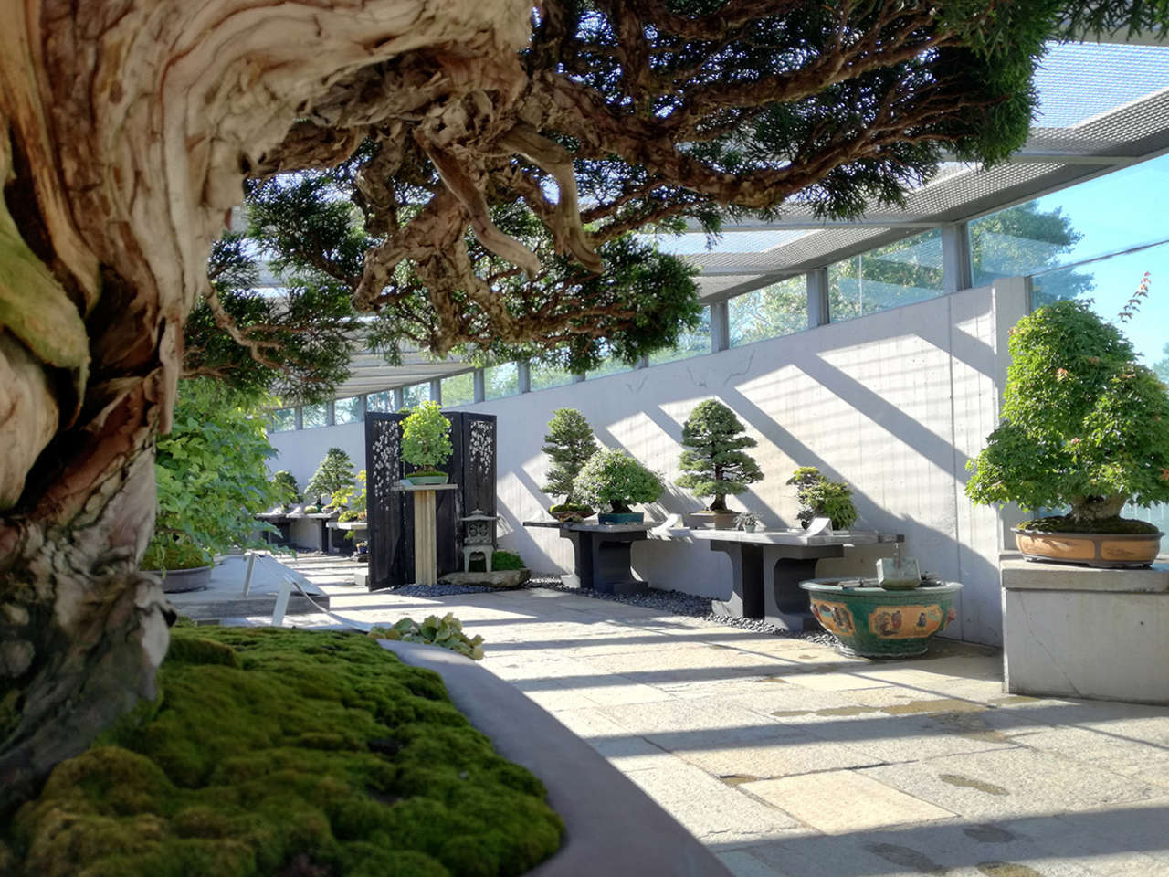 Nasce la Media Gallery Crespi Bonsai GRANDI GIARDINI ITALIANI