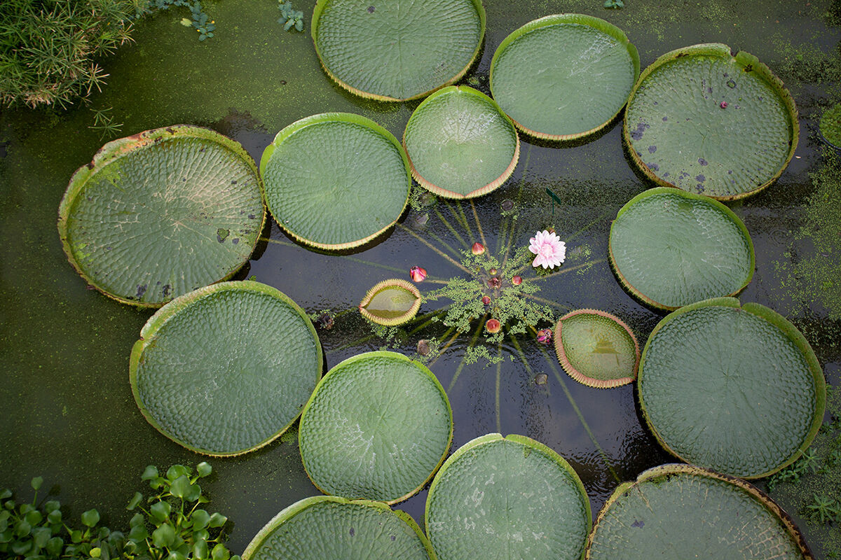 Orto botanico di Padova Archivio della propriet