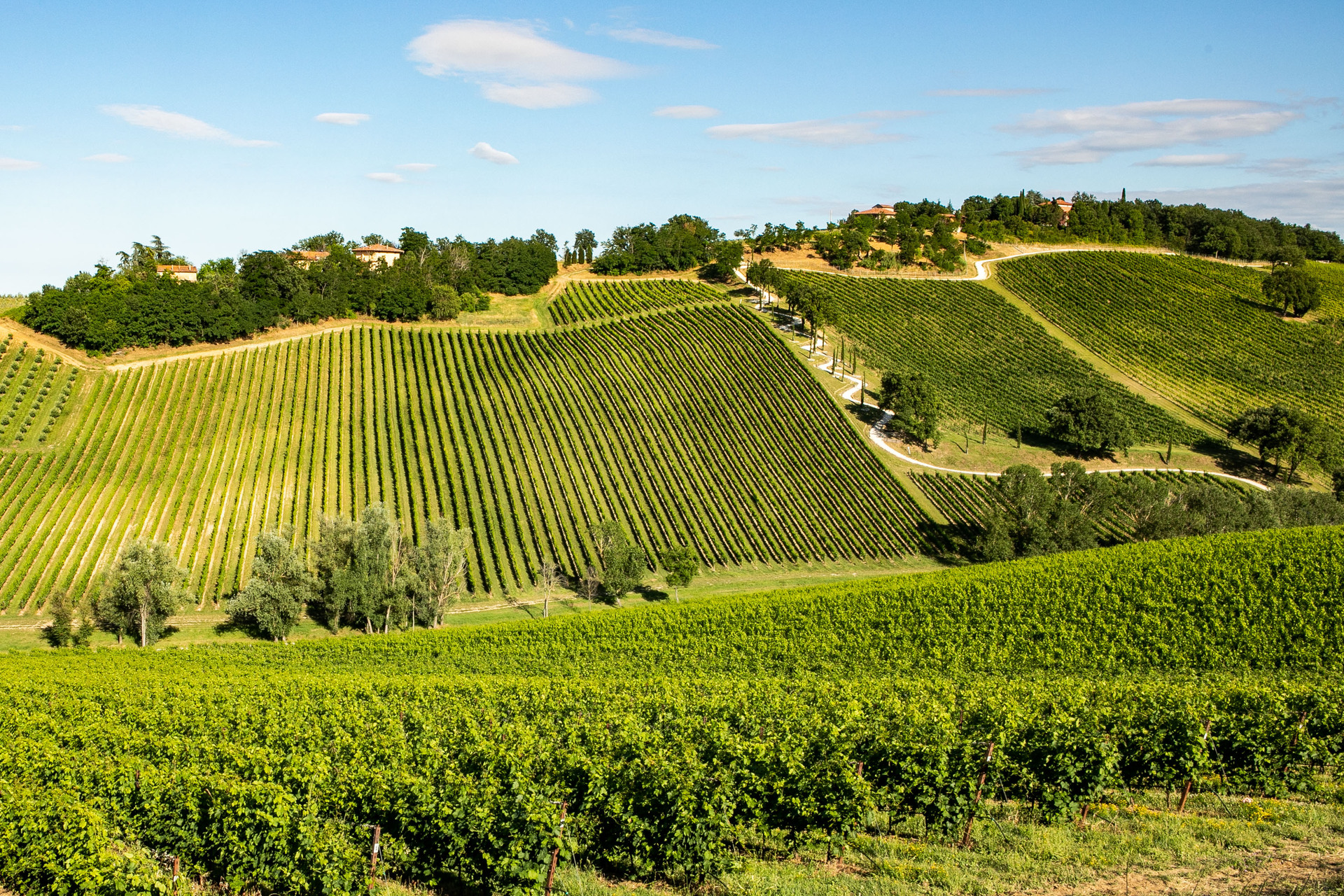 Vigna di Palazzo di Varignana