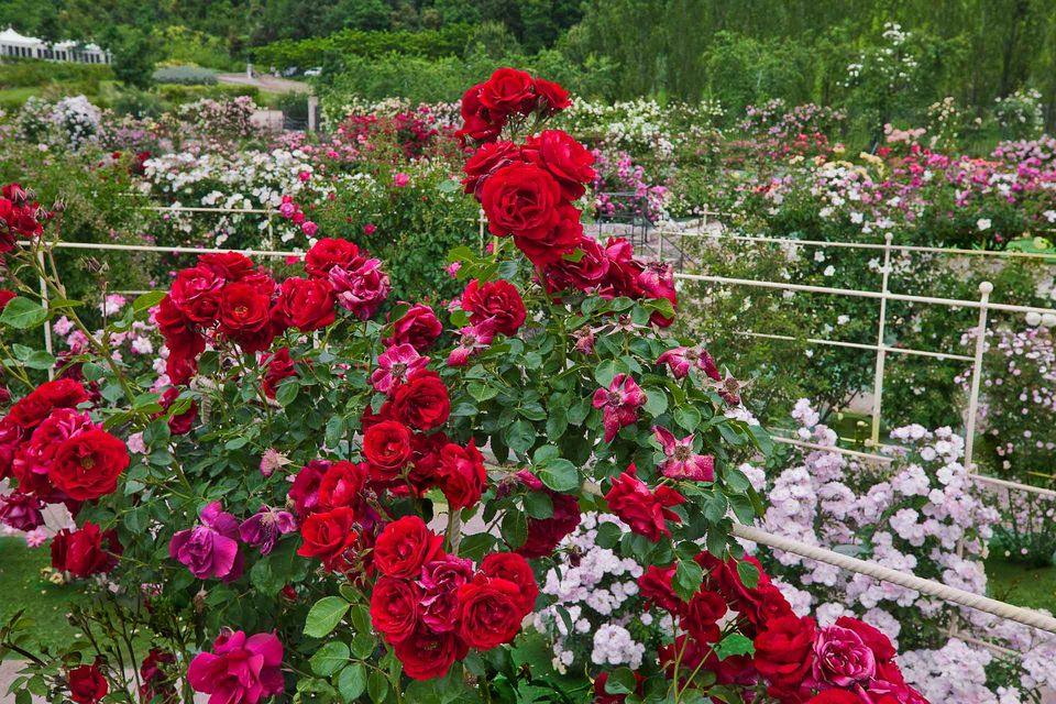 In Nome della Rosa 2019 | GRANDI GIARDINI ITALIANI