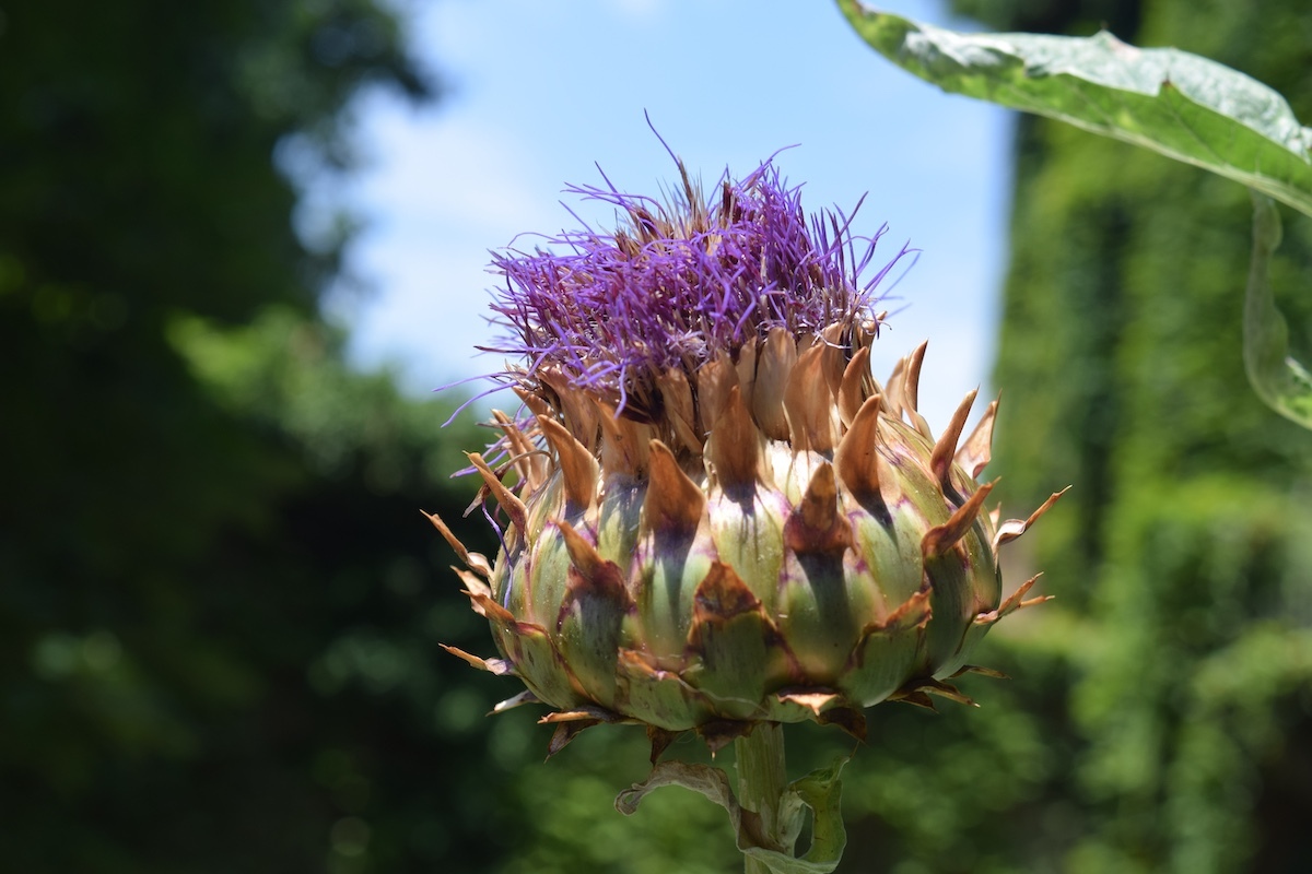 Courtesy Orto Botanico di Brera