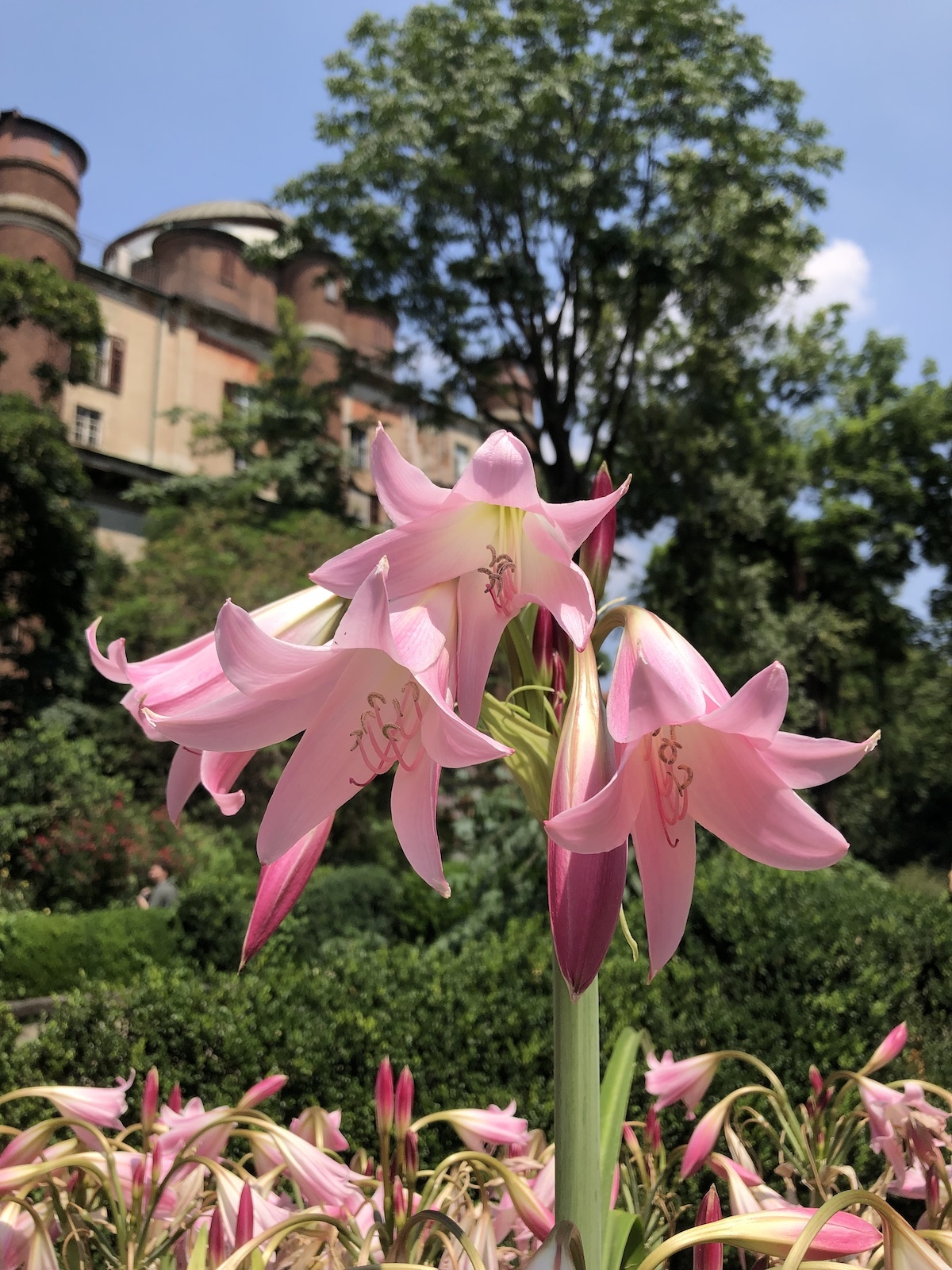Courtesy Orto Botanico di Brera