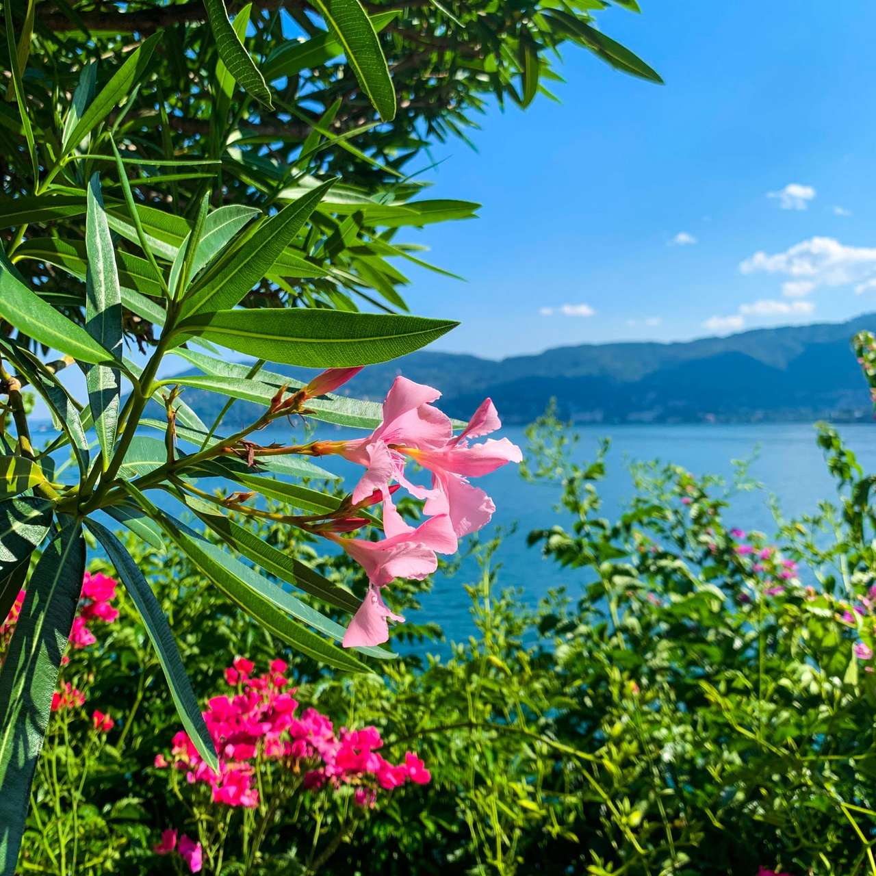 Courtesy Terre Borromeo