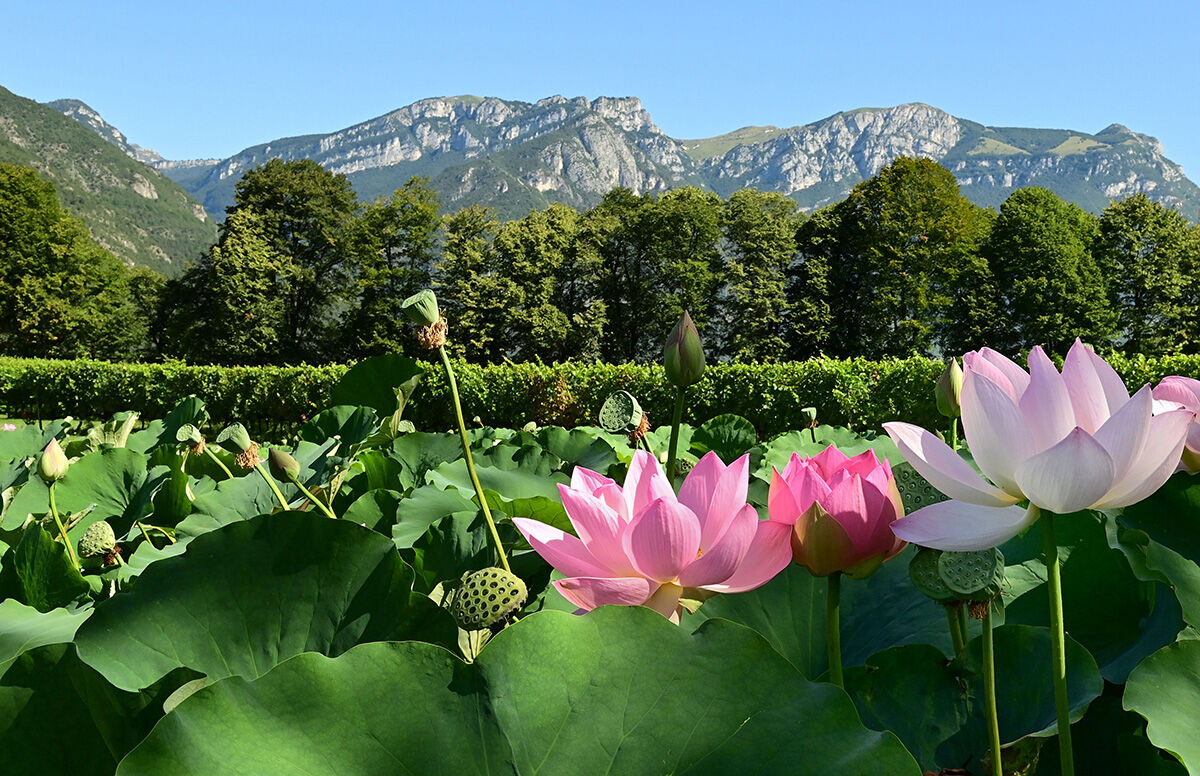 Archivio Grandi Giardini Italiani