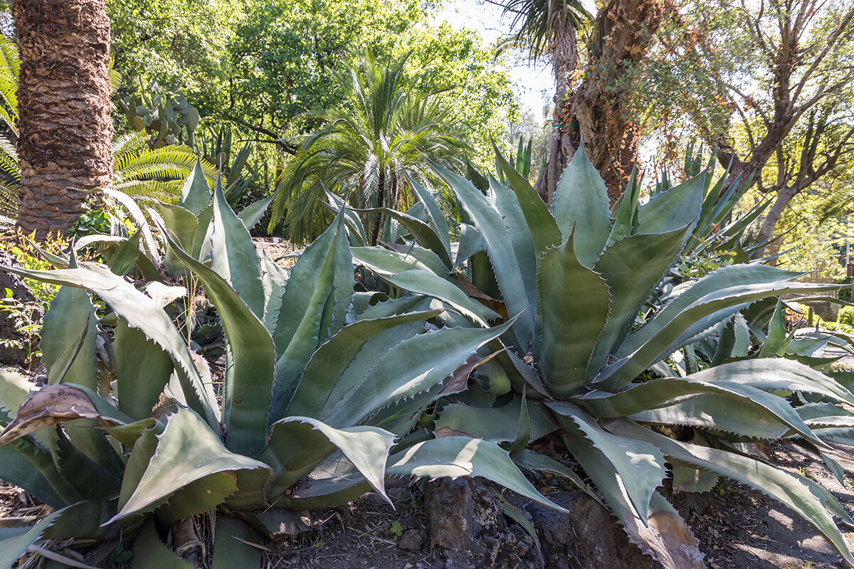 Salvo Olimpo